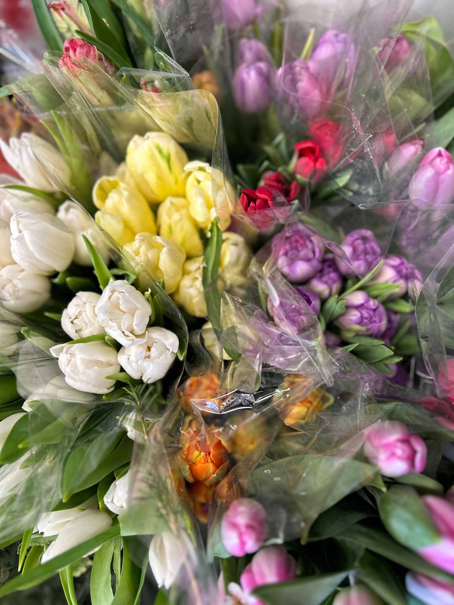 Assorted Tulips